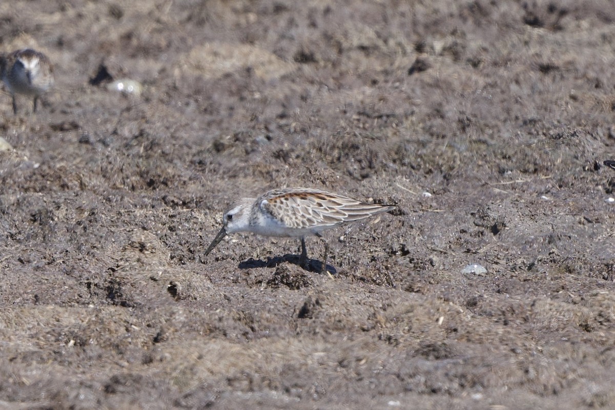 Western Sandpiper - ML485404391