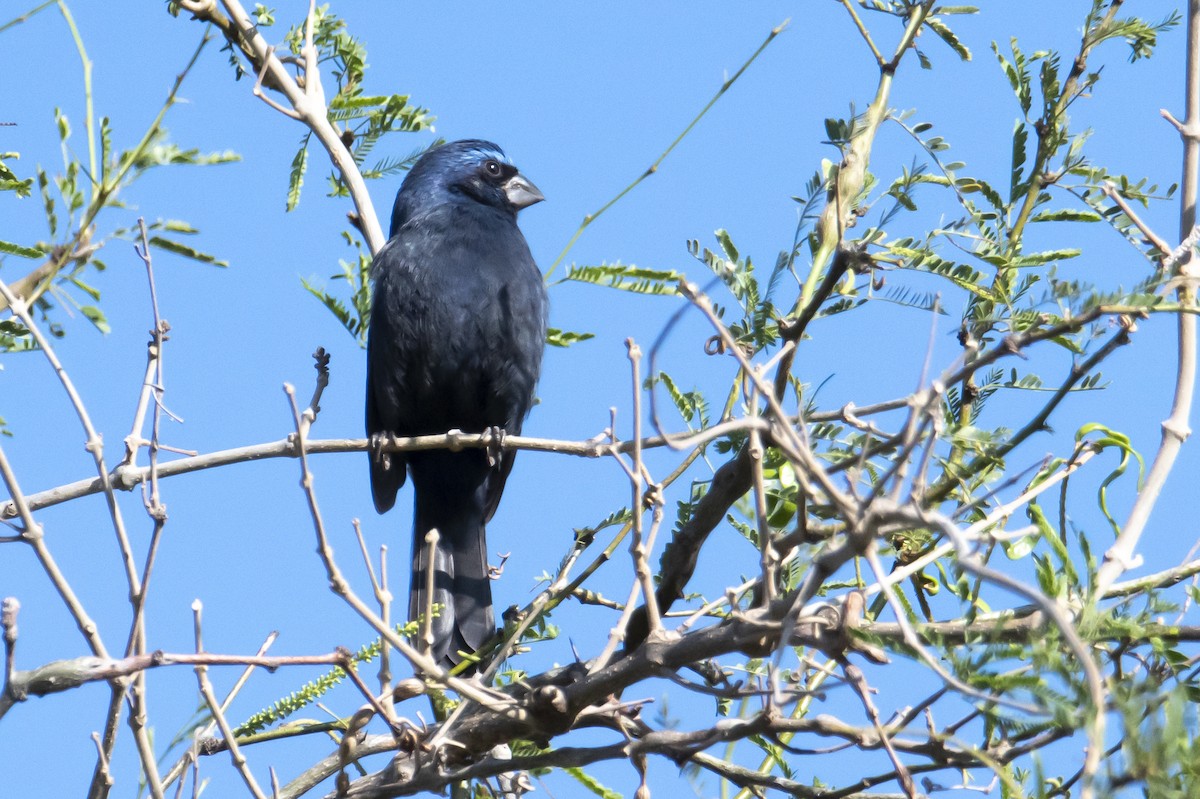 Ultramarine Grosbeak - Andy Bowen