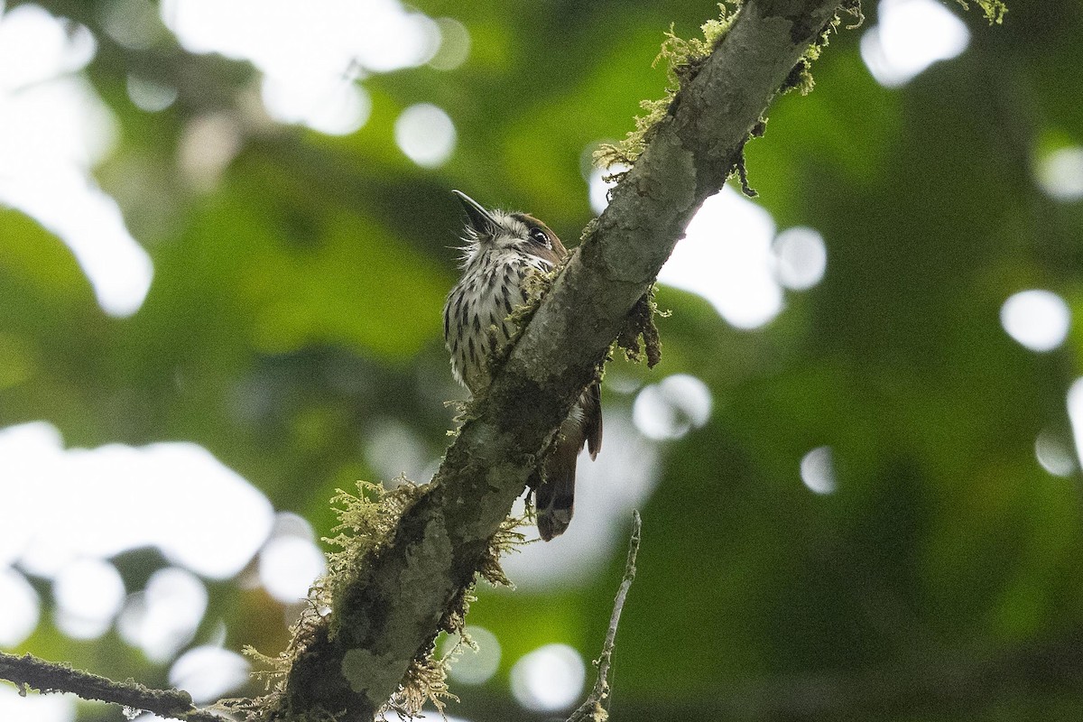 Lanceolated Monklet - ML485405781