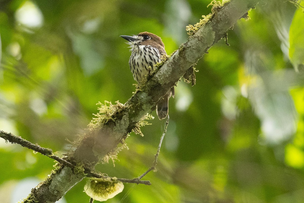 Lanceolated Monklet - ML485405861