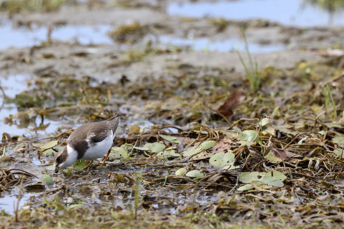 Semipalmated Plover - ML485406031