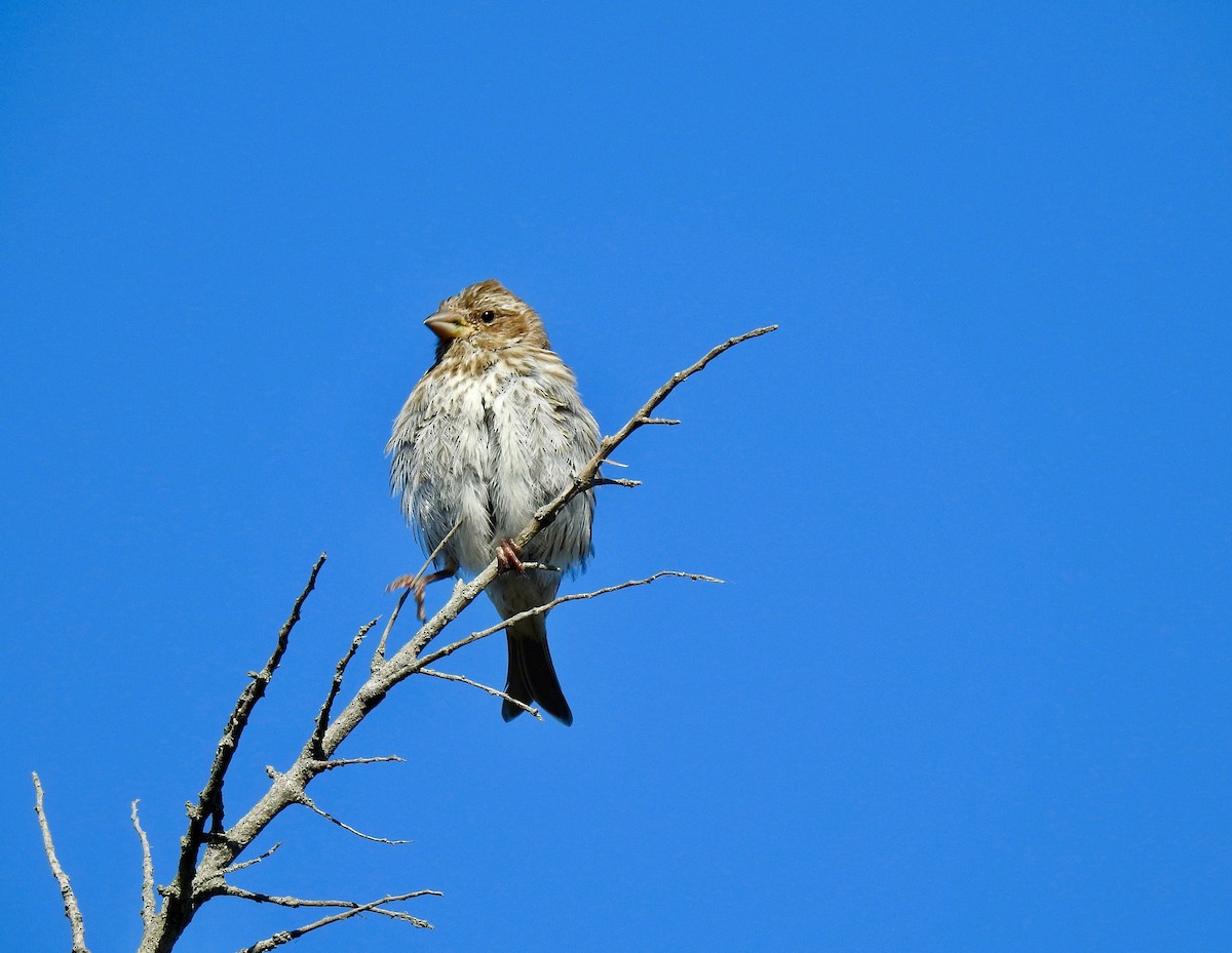 Purple Finch - ML485406381