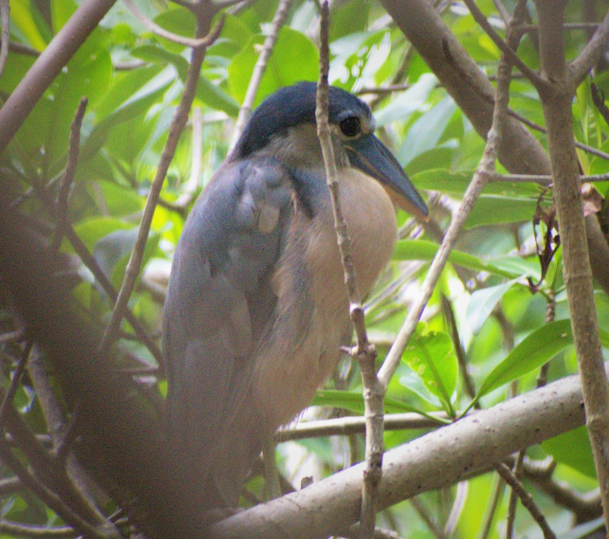 Boat-billed Heron - ML485406781