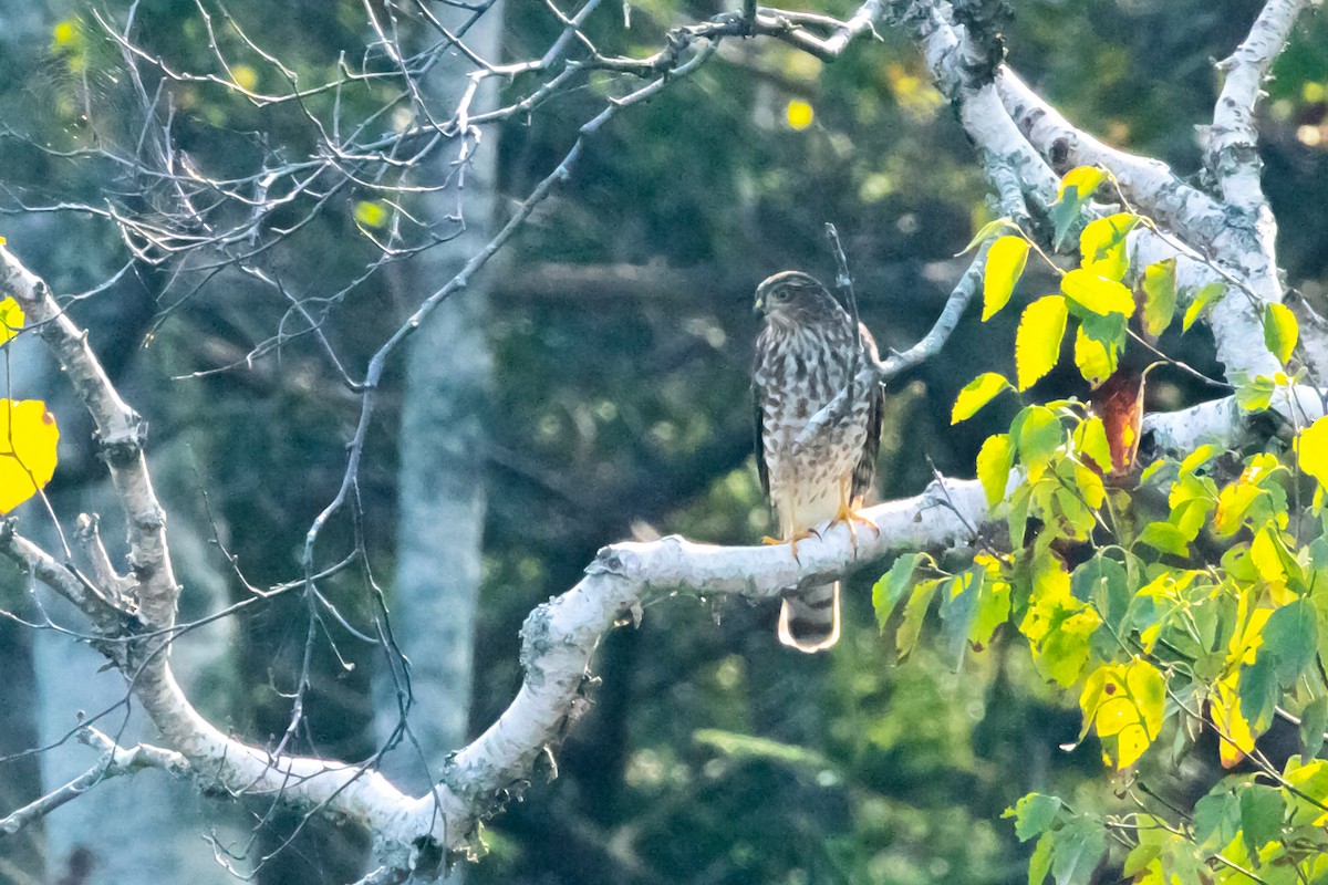 Sharp-shinned Hawk - David Bergstrom