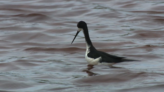 Black-necked Stilt (Hawaiian) - ML485408