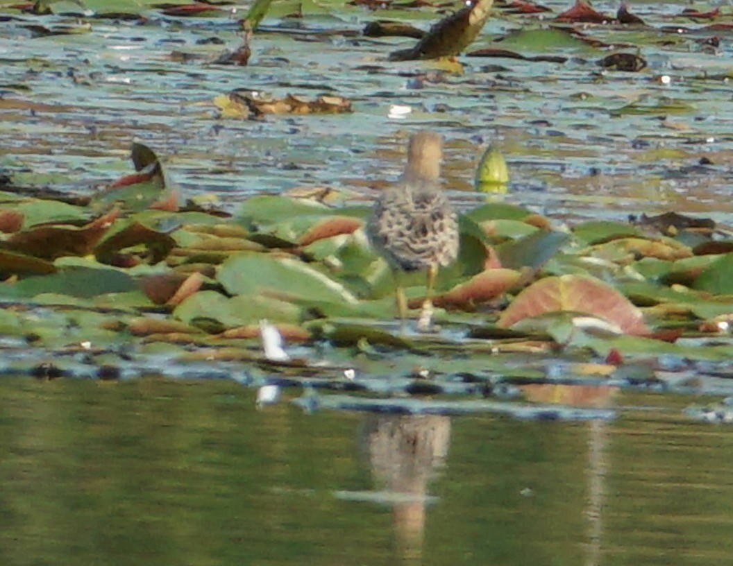 Buff-breasted Sandpiper - ML485409331