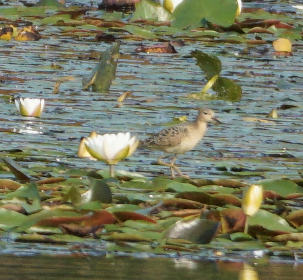 Buff-breasted Sandpiper - ML485409341