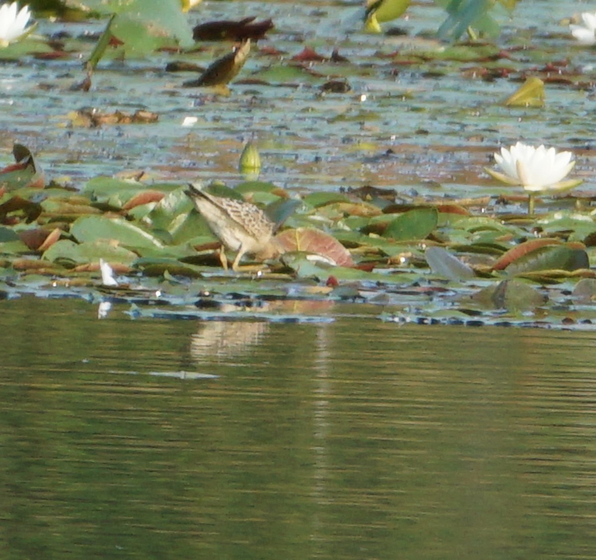 Buff-breasted Sandpiper - ML485409351