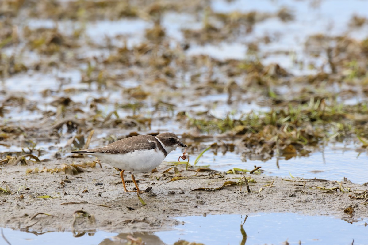 Semipalmated Plover - ML485409381
