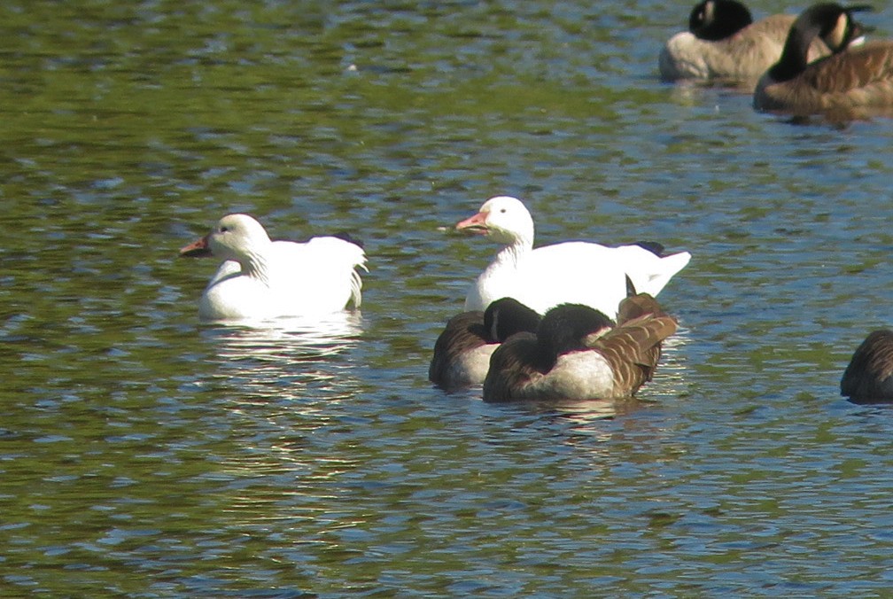 Snow Goose - ML485409481