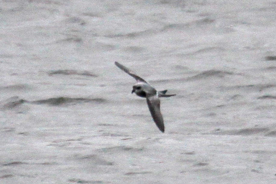 Fork-tailed Storm-Petrel - steve b