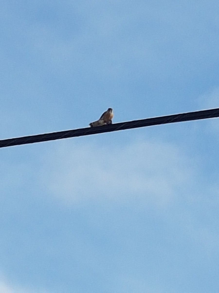 American Kestrel - ML48541071