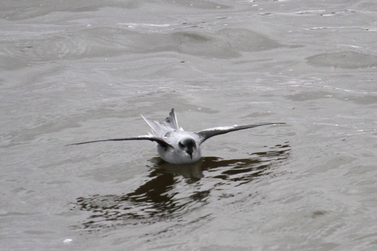 Fork-tailed Storm-Petrel - ML485411071