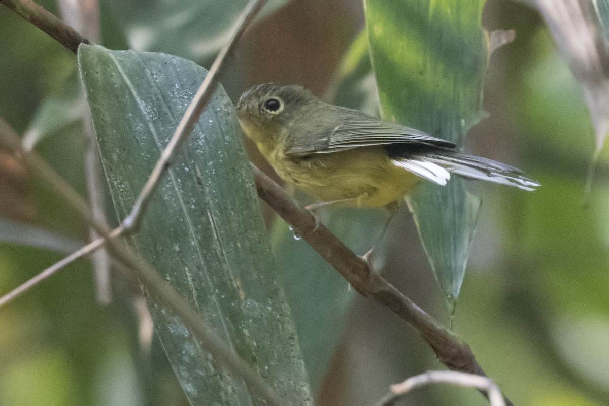 White-spectacled Warbler - ML48541151