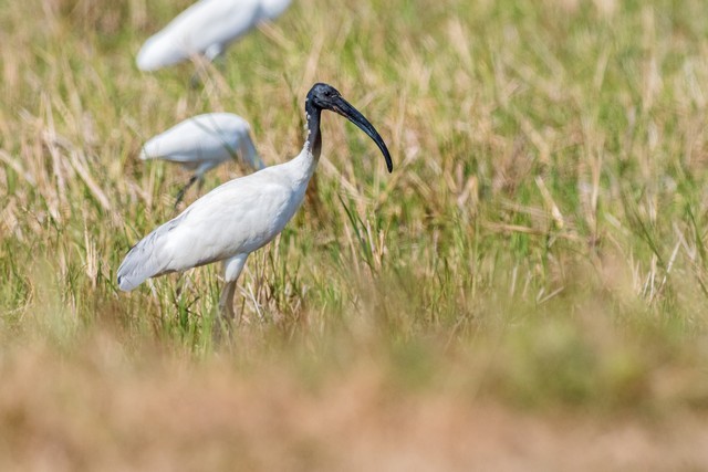 ibis černohlavý - ML48541301