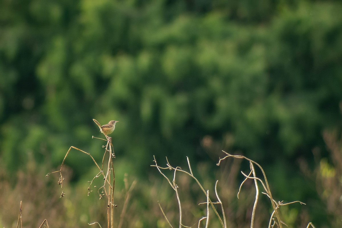 Grass Wren (Northern) - ML485413941