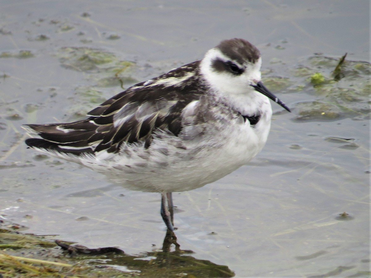 Red-necked Phalarope - ML485413951