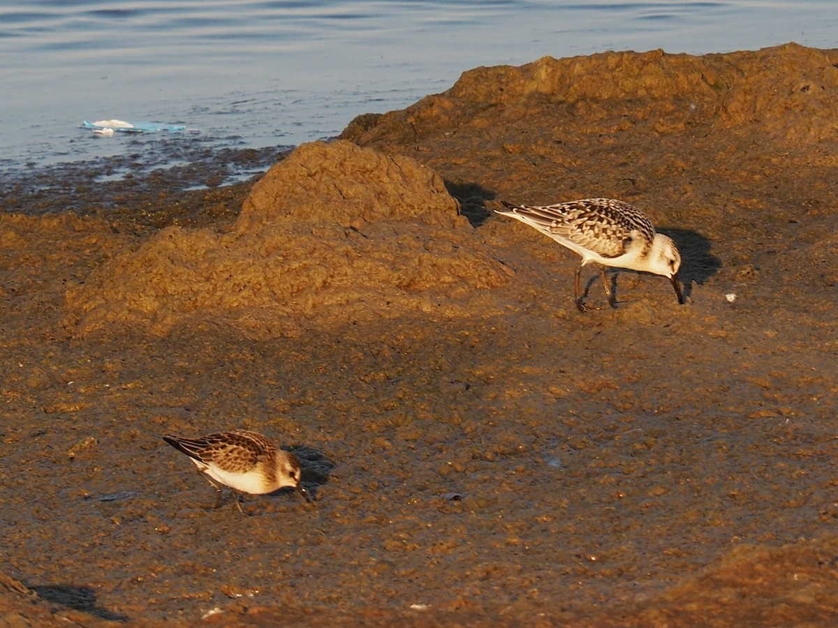 Semipalmated Sandpiper - ML485414521