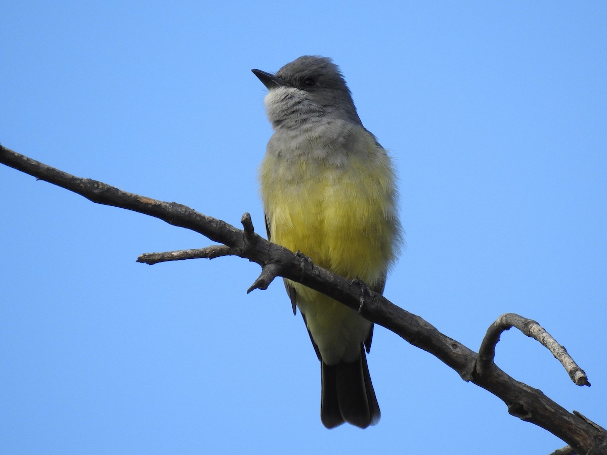 Cassin's Kingbird - Max Francioni