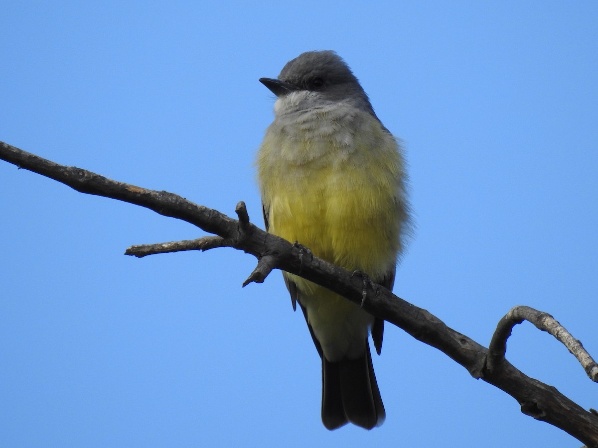 Cassin's Kingbird - Max Francioni