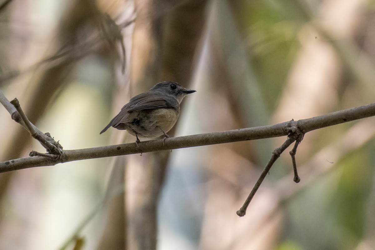 Pale-chinned Flycatcher - ML48541731