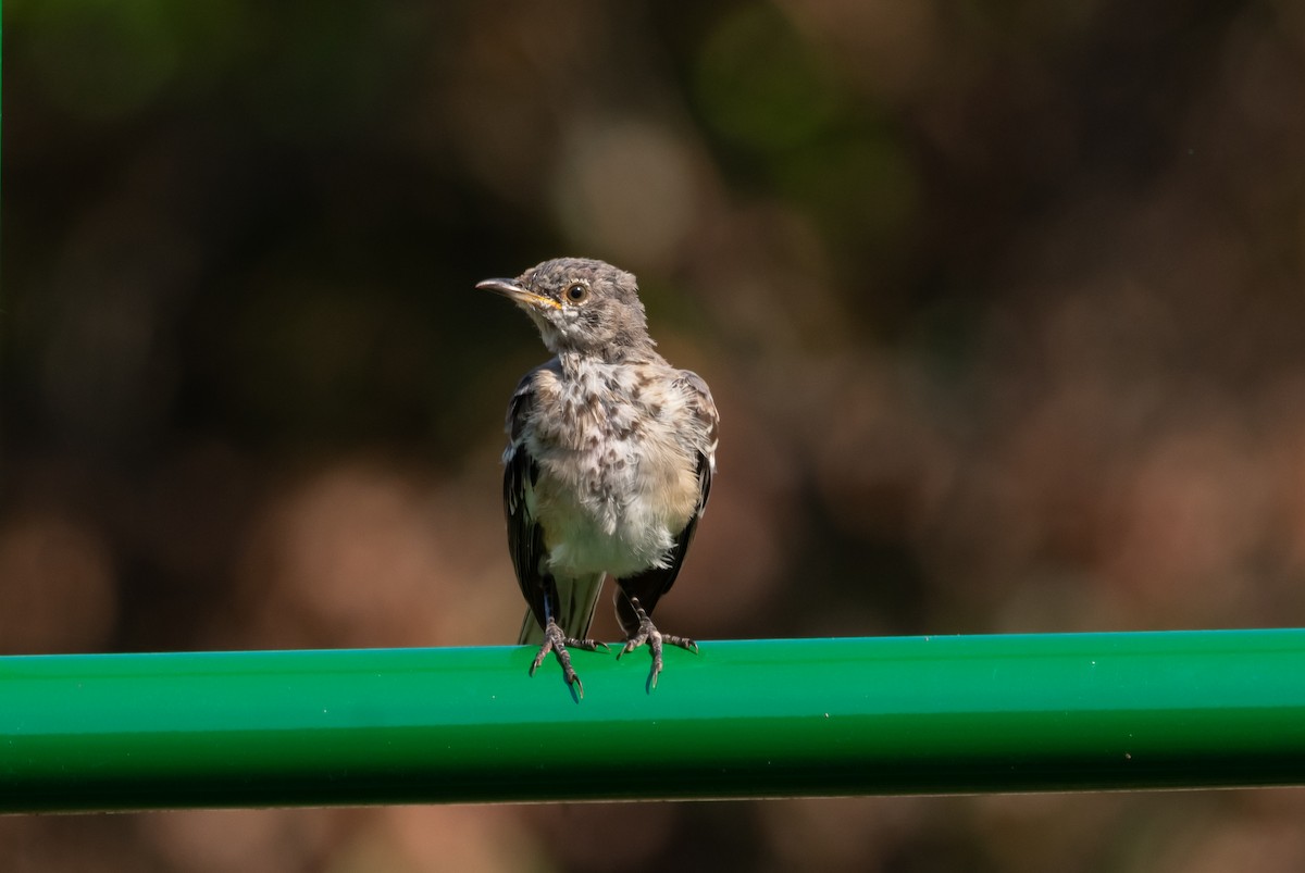 Northern Mockingbird - Mary Fredenburgh