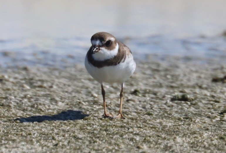 Semipalmated Plover - ML485418221