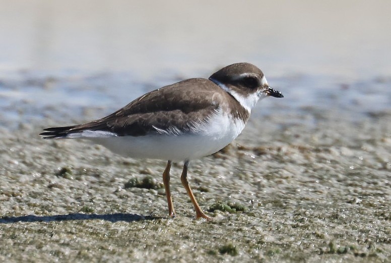 Semipalmated Plover - ML485418231