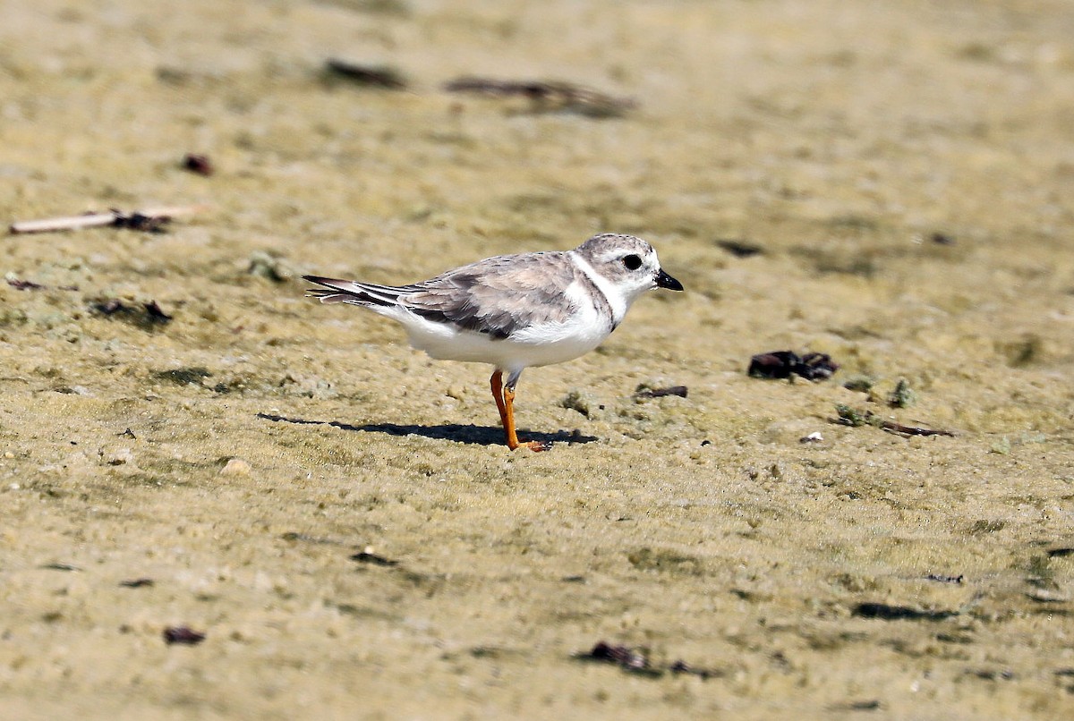 Piping Plover - ML485418361