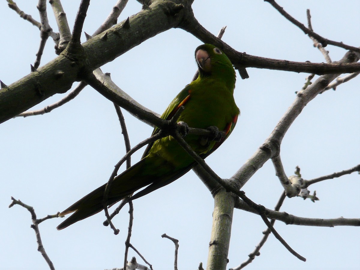 White-eyed Parakeet - ML485419161