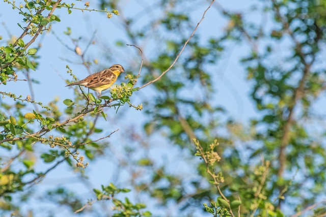Yellow-breasted Bunting - ML48541931