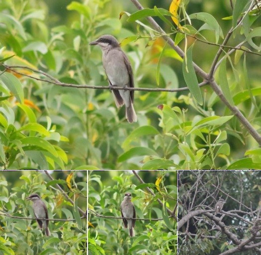 Large Woodshrike - ML485421841
