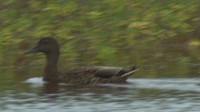 Hawaiian Duck - ML485422