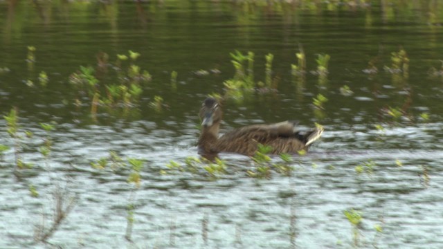 Canard des Hawaï - ML485424