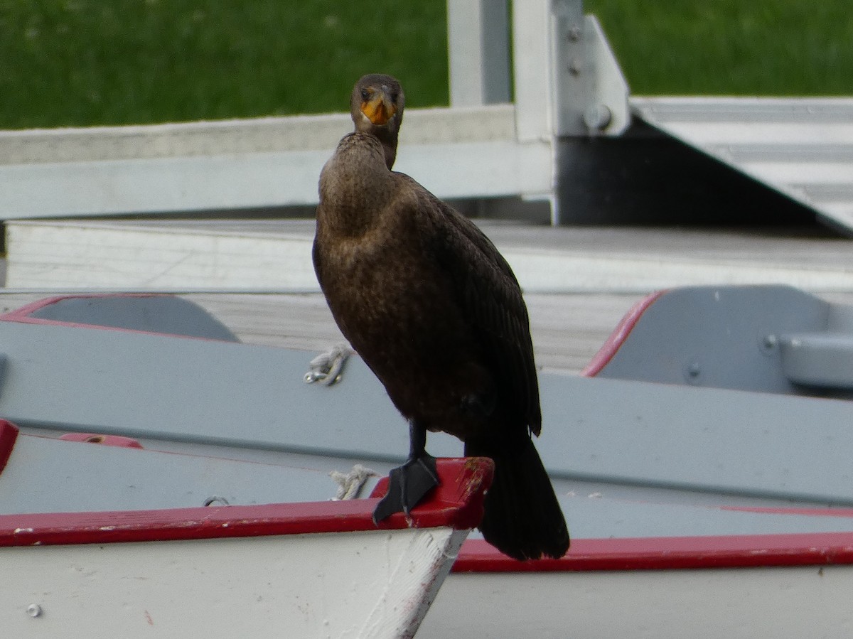 Double-crested Cormorant - ML485424031