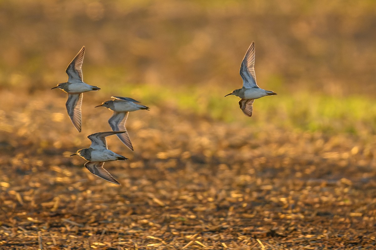 Pectoral Sandpiper - ML485424361