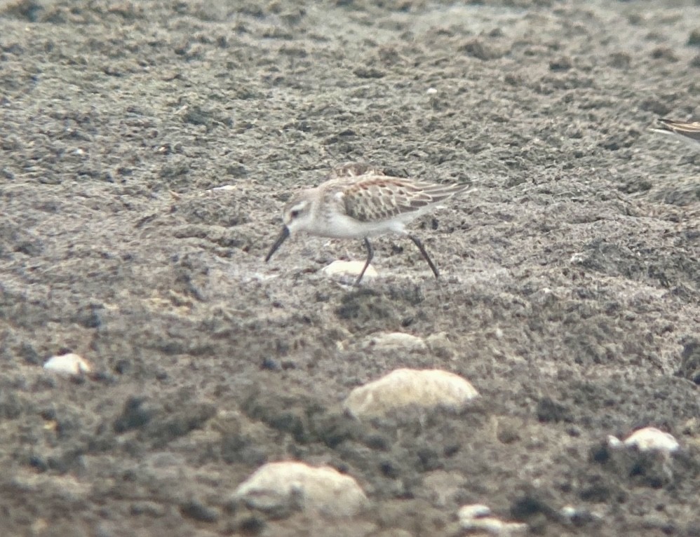 Western Sandpiper - ML485426181