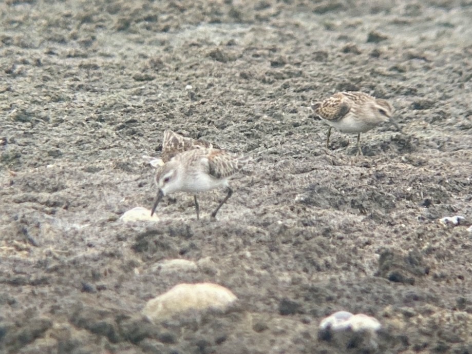 Western Sandpiper - ML485426201