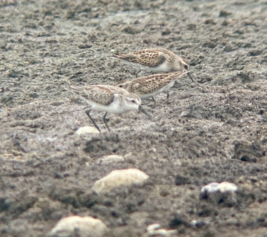 Western Sandpiper - ML485426211
