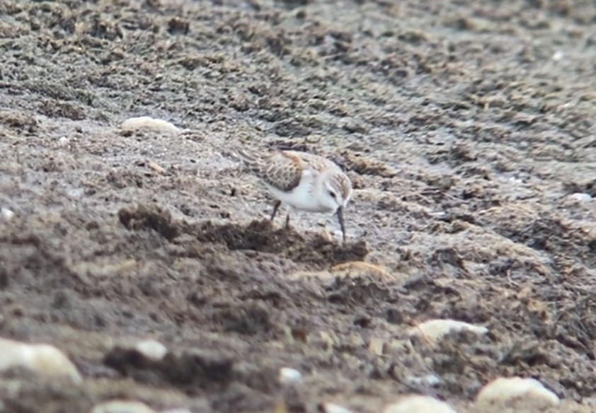 Western Sandpiper - ML485426231