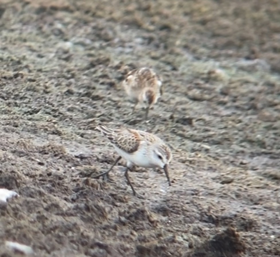 Western Sandpiper - ML485426241