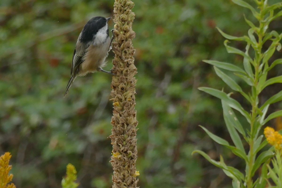 Mésange à tête noire - ML485426361