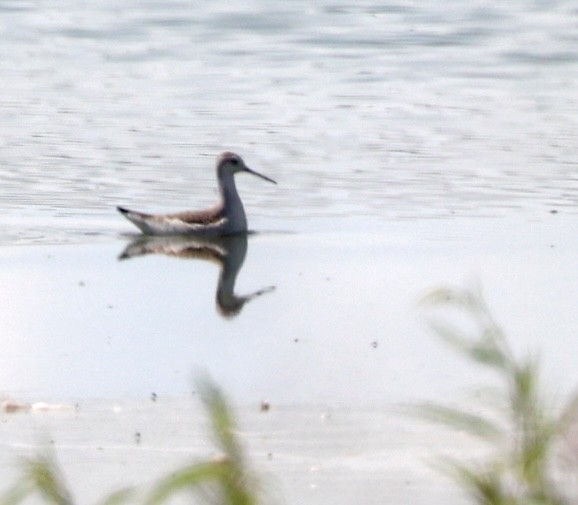 hvithalesvømmesnipe - ML485426451