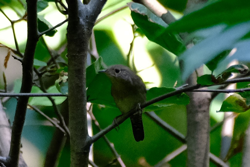 Eastern Wood-Pewee - ML485426681