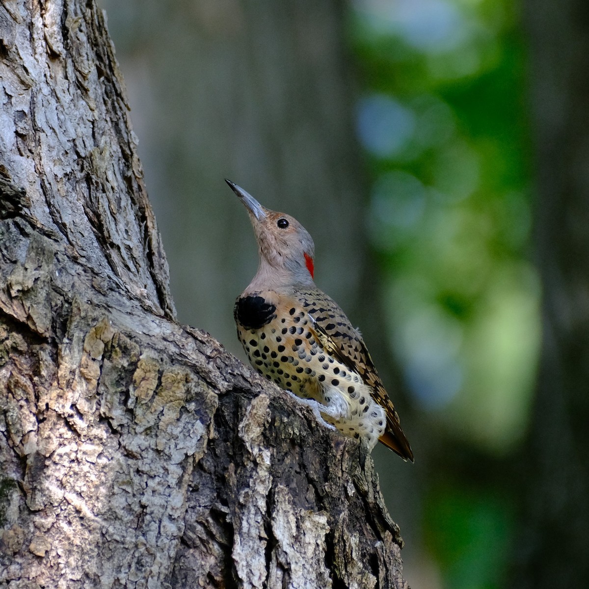 Northern Flicker - ML485426841