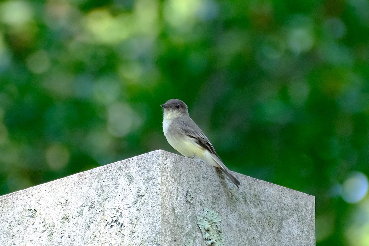 Eastern Phoebe - ML485426941