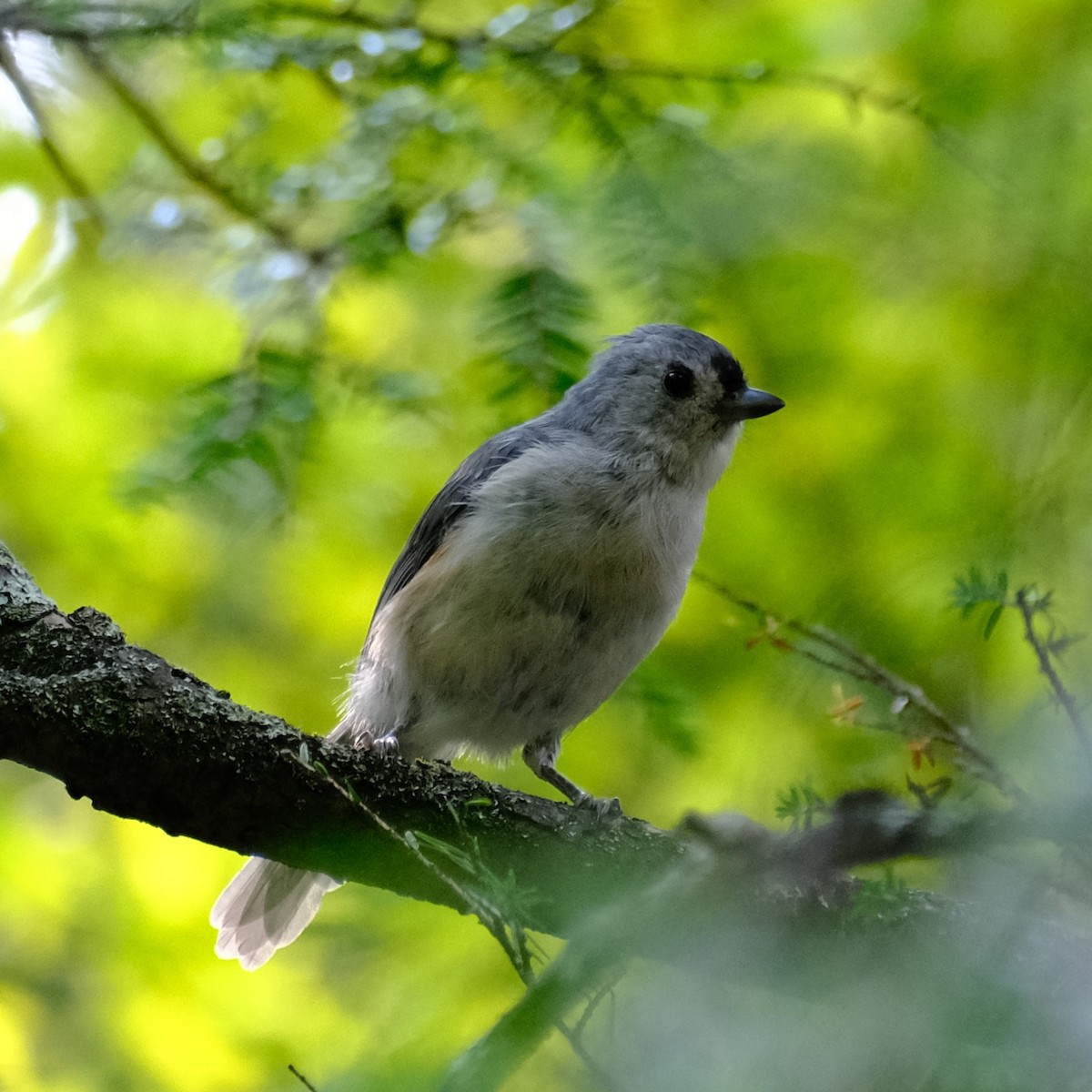 Tufted Titmouse - ML485427091