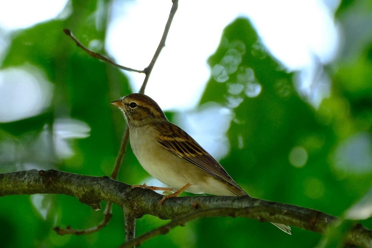 Chipping Sparrow - ML485427281