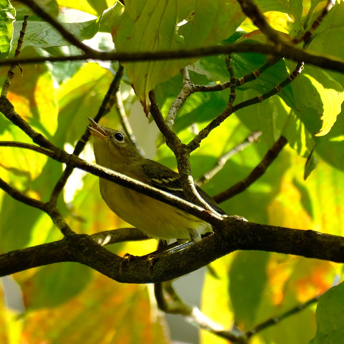 Magnolia Warbler - ML485427341