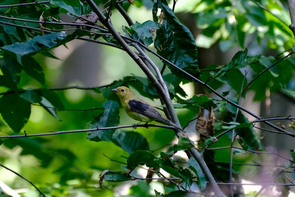Scarlet Tanager - ML485427401